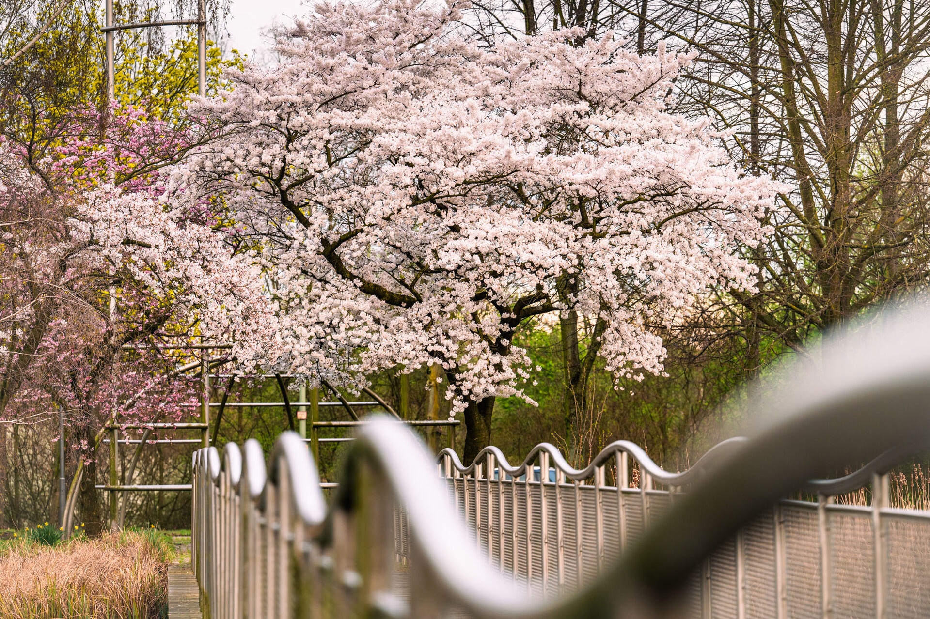 Kirschblüte in Duisburg