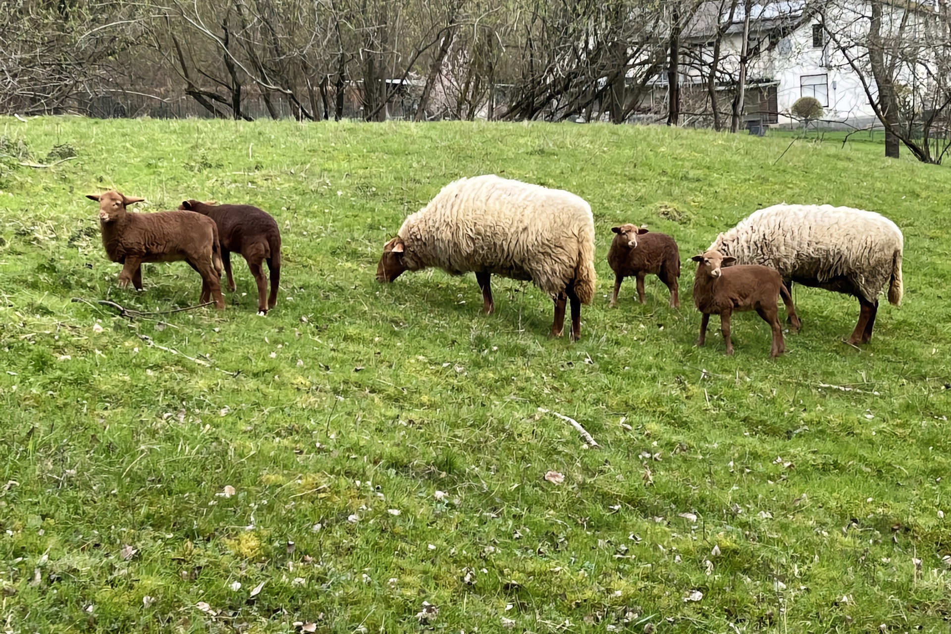 „Die Lämmer sind los!“ auf der Frühlingswiese