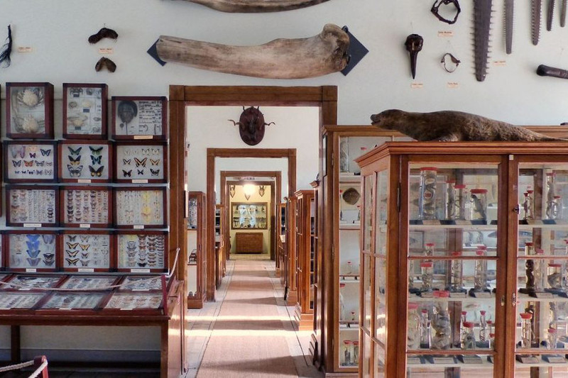 Museum – Naturalienkabinett Waldenburg