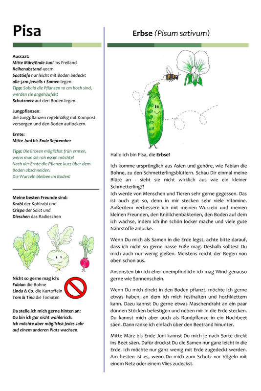 Plakat Erbse