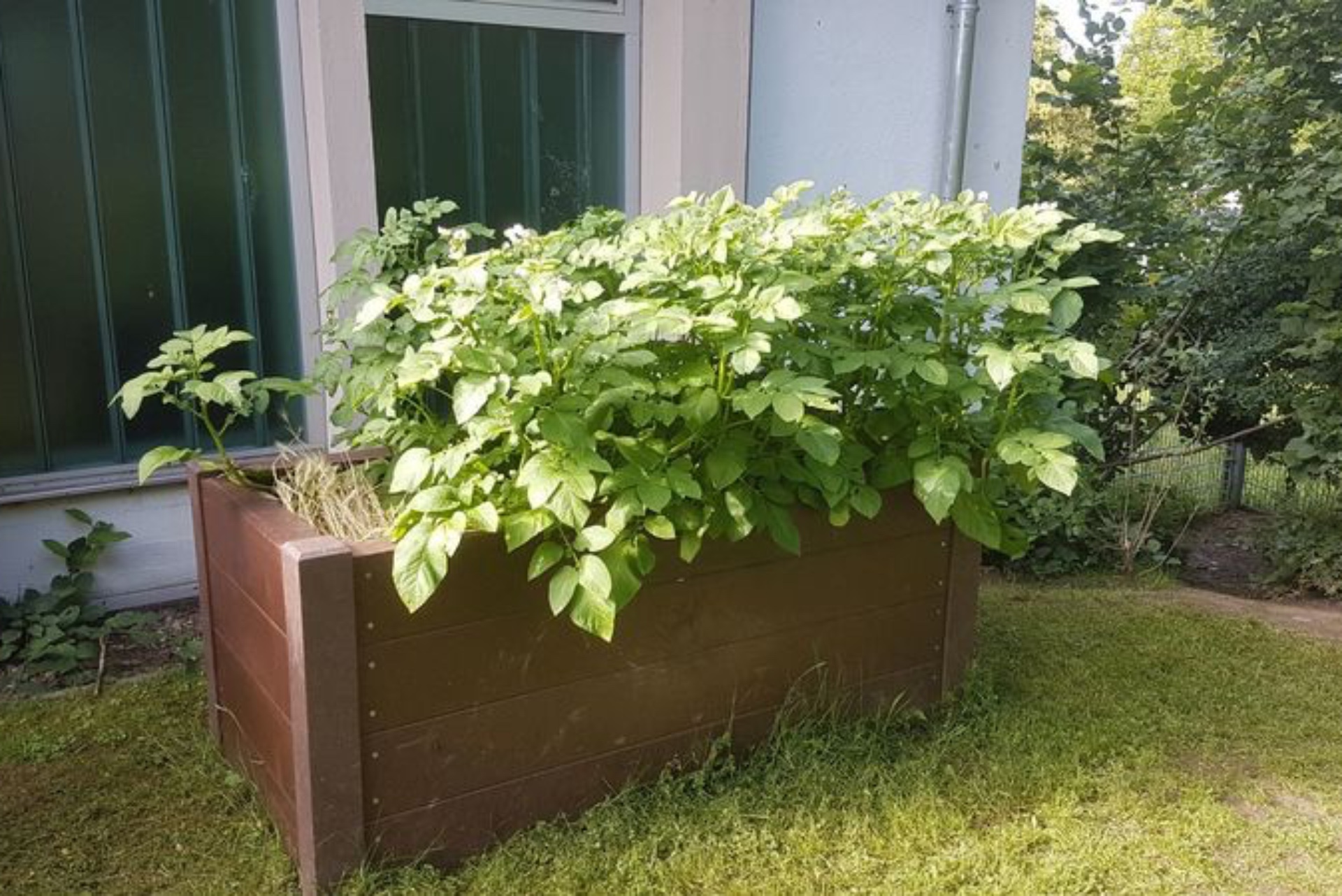 Kartoffeln im Hochbeet