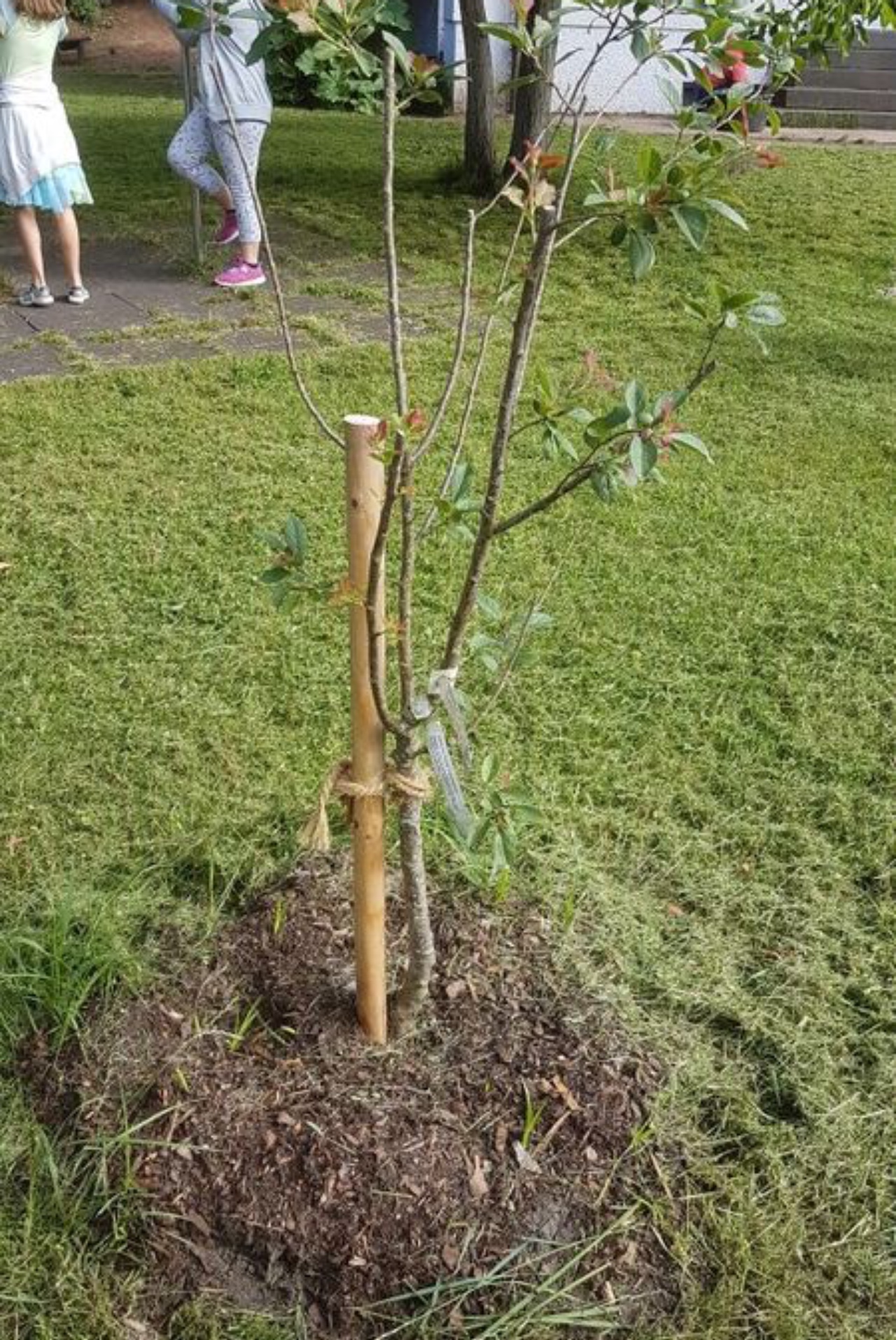 Frisch gepflanzter Obstbaum